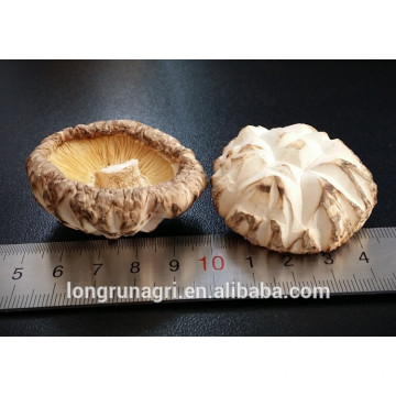 Good Taste White Flower Shiitake Mushroom with Factory Price